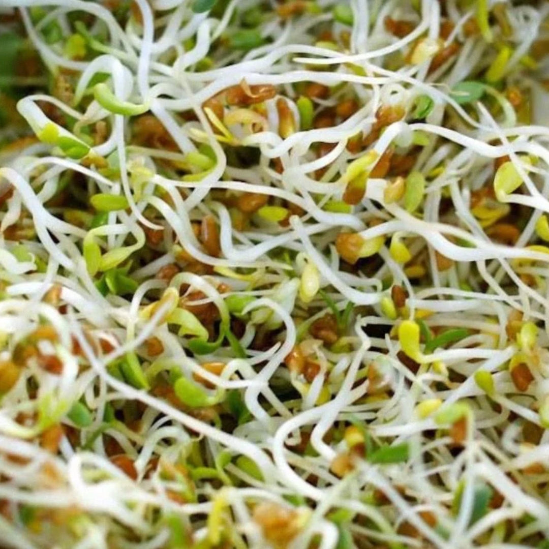 🌾 Les graines germées : un trésor naturel pour nos perroquets